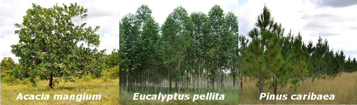 Plantation Trees