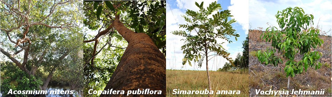 Silvicultura Natural en el Vichada