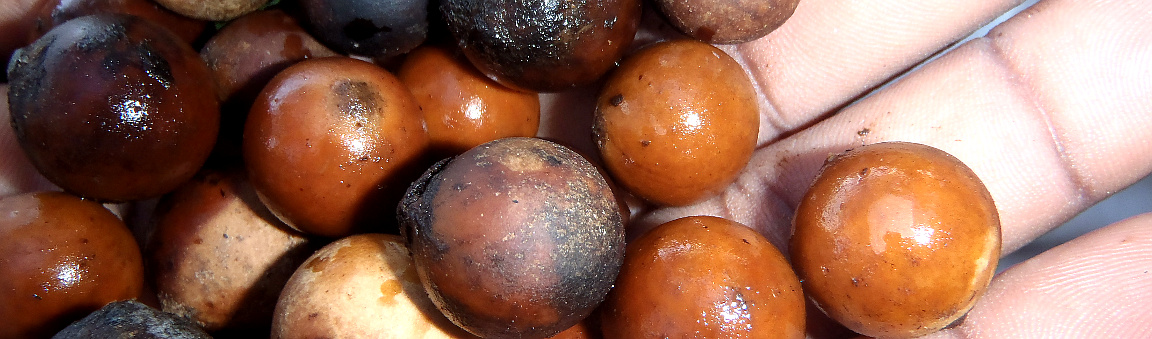 Cachicamo seeds