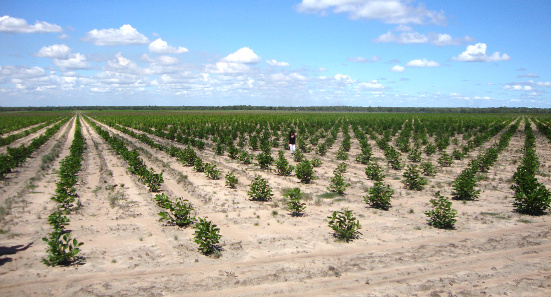 New Cultivations