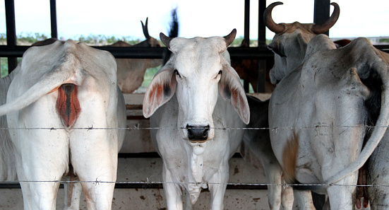 Zebu Cow Stable
