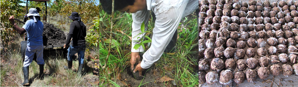 Natural Silviculture