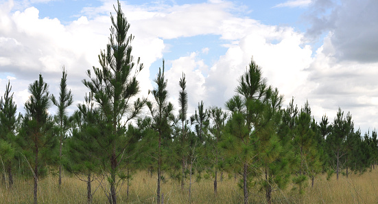 Pinus caribaea