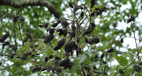 Acosmium nitens