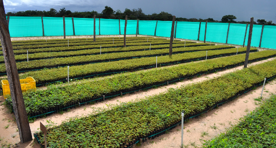Tree nursery