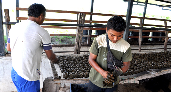 Natural fertilizers