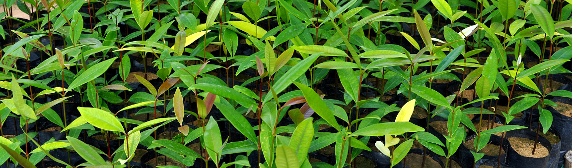 Native tree seedlings