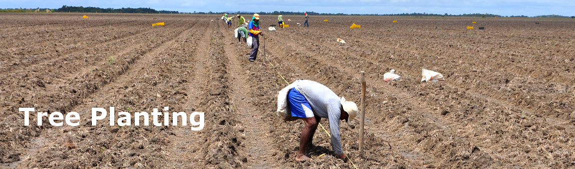 Tree Planting at La Pedregoza