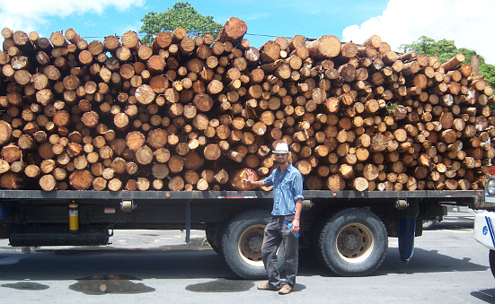 Tree Cultivation