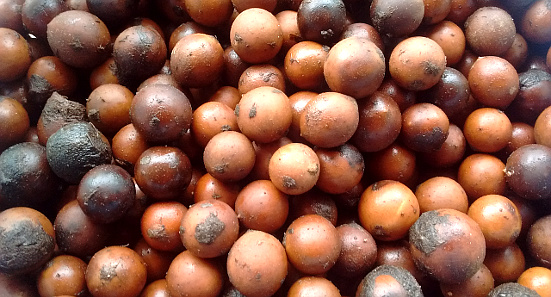 Cachicamo seeds