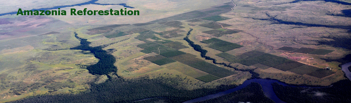 Aerial view of Amazonia Reforestation