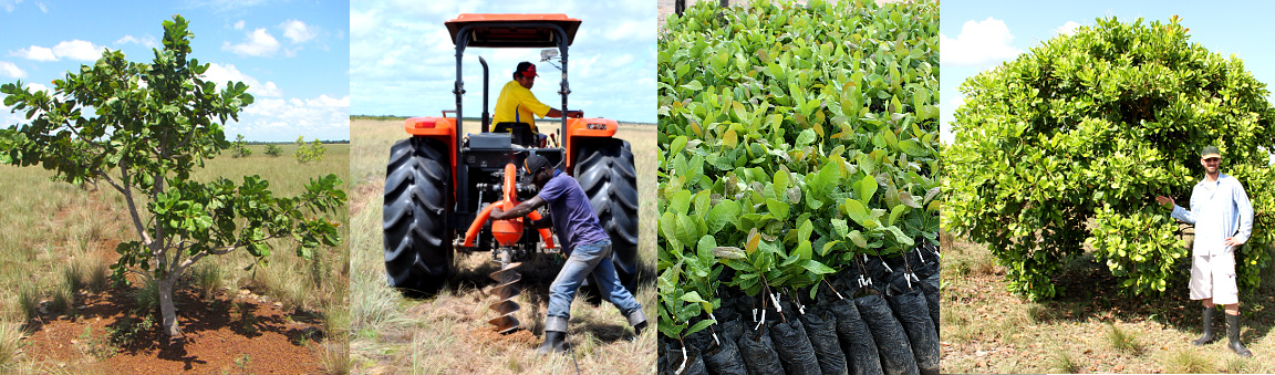 Natural Fertilizers