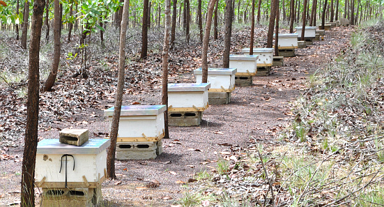 Beehives at La Pedregoza