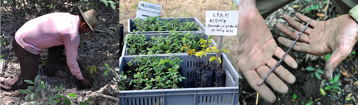 Trees and Soil at La Pedregoza