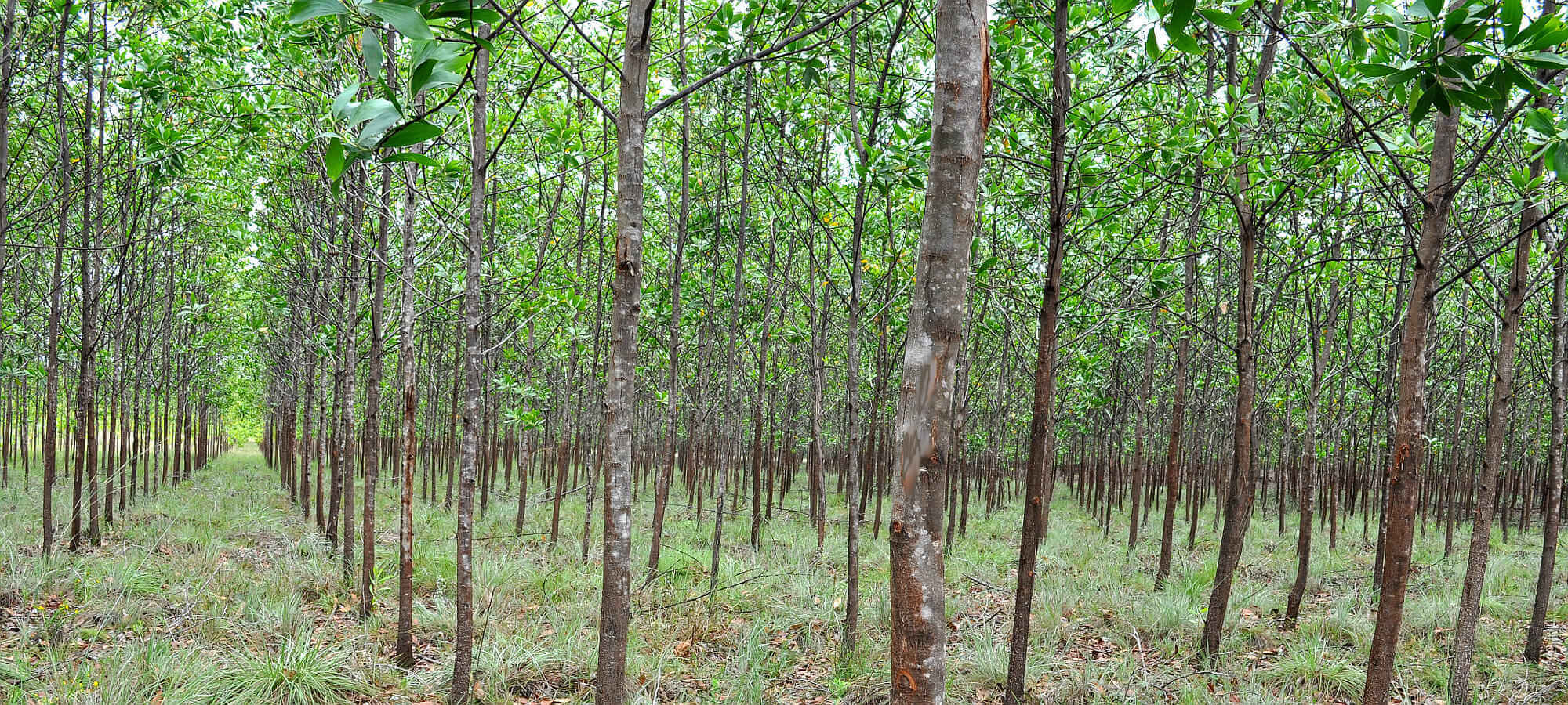 Acacia mangium Plantation 1