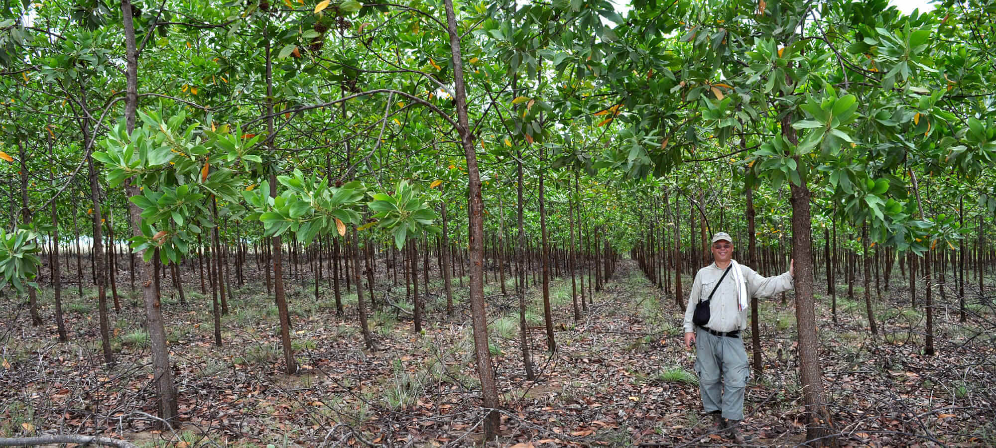 Acacia mangium Plantation 2