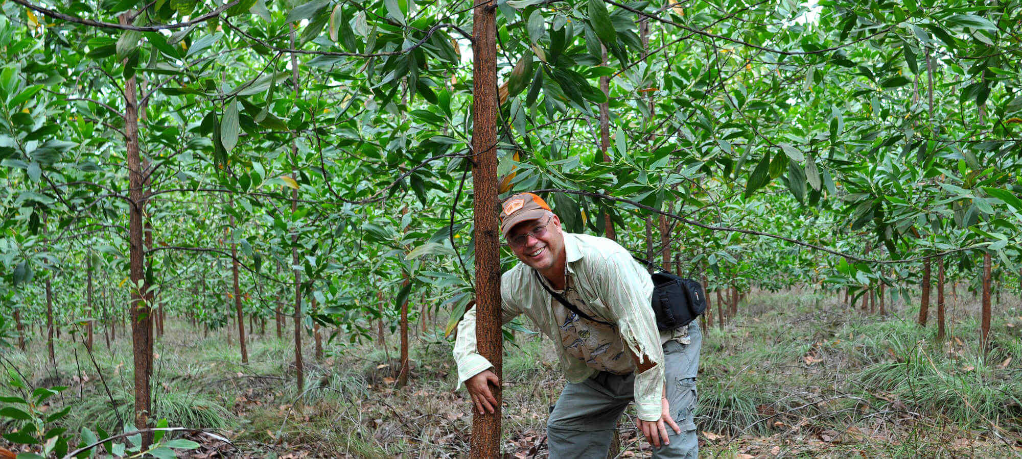 Acacia mangium Plantation 3